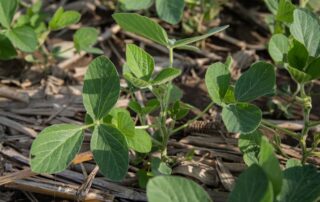 10-agronomics-video-doug-schroeder-soybean-production_0