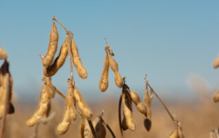 10-illinois-soybean-global-leader_1