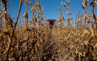 11-agronomics-when-to-harvest-soybeans