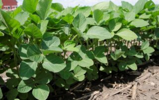 11-agronomy-best-and-brightest-discuss-soybean-yields_0