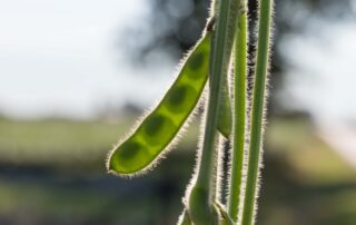 12-illinois-soybean-planting-early-improves-yield