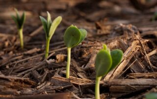 13-illinois-soybean-yield-starter-fertilizer-p-k