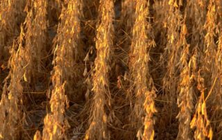 14-agronomics-how-to-prevent-soybeans-from-shattering-during-harvest