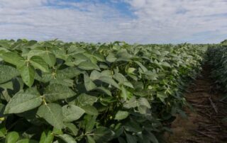 15-agronomics-soybeans-and-sulfur_2