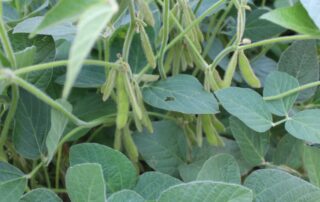 15-illinois-soybean-association-count-pods-yield-production_1