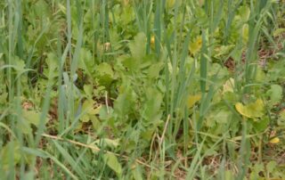 15-illinois-soybean-cover-crops-terminating