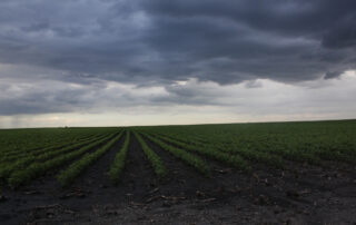 15-water-damage-in-soybeans