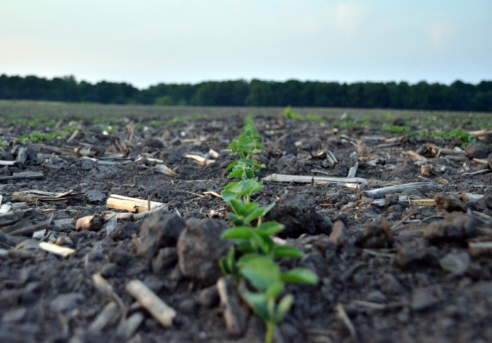 Plant & Soil Health - Availability of Phosphorus in Manure Applications ...