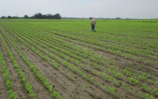 18-illinois-soybean-cyst-nematode-soil-sample