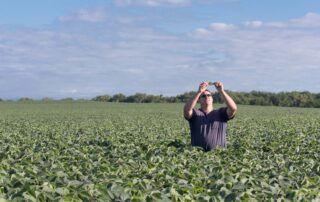 19-evaluating-soybean-stands-and-determining-replant