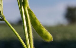 2-diagnostics-understanding-the-genetic-basis-for-drought-tolerant-soybeans