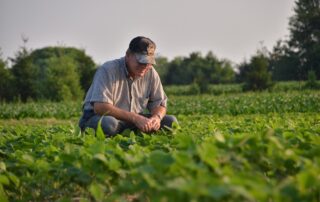 2-planting-season-2014-illinois-soybean