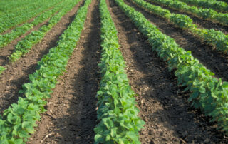 2-soybean-nitrogen-applications-fred-below-illinois-university_1