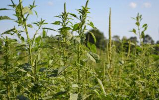 2-tall-weeds-are-challenging