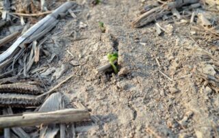 20-agronomy-apply-starters-on-soybeans_1