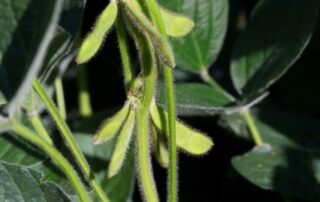 20-illinois-soybean-association-becks-hybrid-continuous-soybean-management-considerations_0