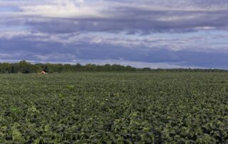 20-impact-of-hail-damage-on-soybeans_0