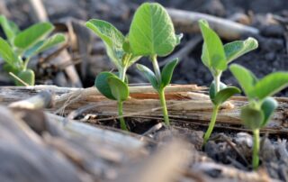 20-plant-soil-health-lance-tarochione-editorial-fertility-management_0