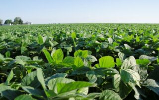 21-illinois-soybean-association-dan-arkels-yield-challenge-update-article_2