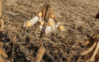 22-agronomics-keying-in-on-phosphorus-availability_1