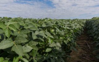 22-illinois-soybean-association-crop-production-services-yield-challenge-phillip-poppe_10