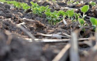 22-plant-soil-health-hypocotyl-length-in-soybeans