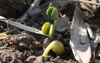 23-agronomics-cover-crop-editorial-joel-gruver