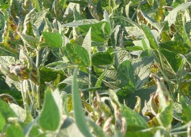 23-illinois-soybean-association-soycam-prough_0