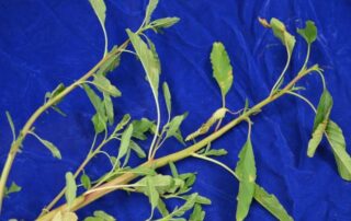 25-weeds-waterhemp-testing-article