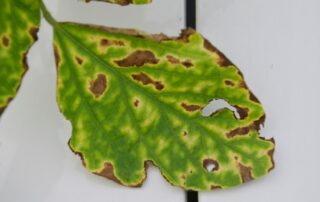 27-disease-new-focus-on-soybean-webcast-sds