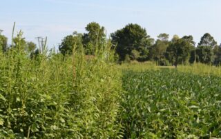 27-weeds-soil-applied-residual-herbicide-options-for-soybeans