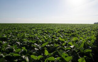 28-agronomics-agronomic-constraints-that-limit-double-crop-soybeans_4