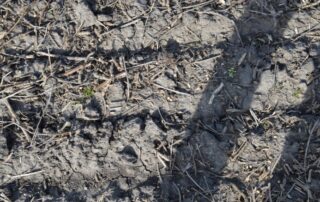 28-agronomy-impact-of-saturated-soils-on-soybeans