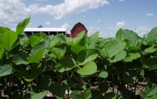 29-diagnostics-top-dressing-nitrogen-on-soybeans_0