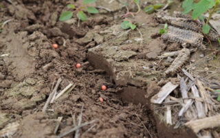 3-handling-treated-soybean-seeds-tips