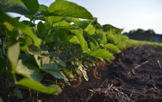 3-illinois-soybean-weather-soil-health_13