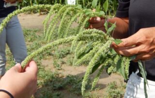 3-weeds-growing-sorghum-may-help-control-pigweed-species_1