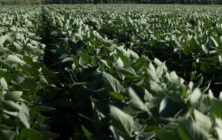32_plant-_soil_-_why_add_soybeans_into_corn_operations1