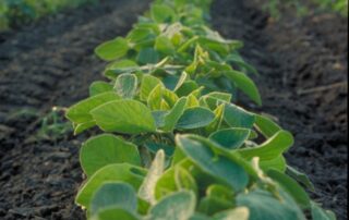 4-agronomics-growers-encouraged-to-support-important-study-on-soybean-value_12