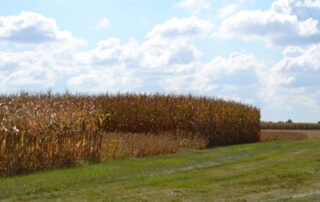 4-plant-soil-usda-finds-covers-crops-can-reduce-nitrate-load-runoff