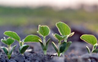 4-quick-poll-more-soybeans-illinois-seedlings-article_13