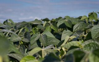 5-diesease-researchers-target-soybean-disease-with-genetic-resistance-study