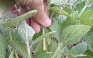 5-soybean-cyst-nematode-2014-forecast