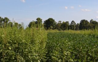 5-weeds-herbicide-resistance-take-action-illinois-soybean_1