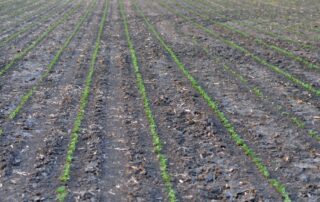 6-agronomy-reducing-row-spacing-improves-profitability