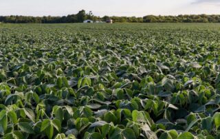 6-disease-weather-favors-development-of-soybean-diseases_0