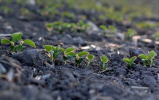 6-plant-soil-reducing-gully-erosion-in-crop-fields_0