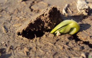 6-soil-health-improve-tips-illinois-soybeans_1