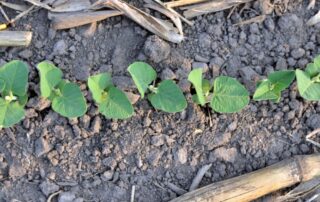 7-agronomy-vrt-soybean-planting_4