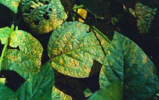 7-soybean-rust-disease-prevention-seedlings